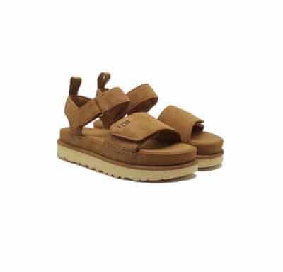 W Goldenstar CHE – Chestnut