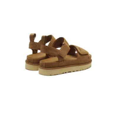 W Goldenstar CHE – Chestnut